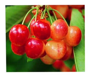 royal anne cherry sweet tree blush