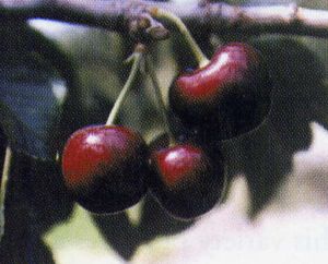 High Quality Black Sweet Cherries