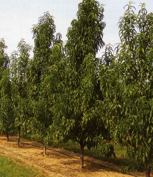 crimson rocket peach