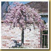Mt. Fuji Flowering Cherry--- SPECIAL PRICE! 'Shirotae'