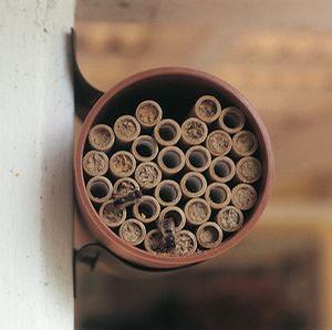 Mason Bee Nest Kits