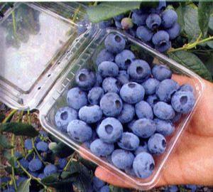 Bluetta High-bush Very Early season Blueberry 'Bluetta'