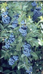 Rubel High-bush Mid-Late season Blueberry 'Rubel'