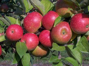 Assorted Cidre Apple Varieties 'Assorted Cidre Apple Varieties'