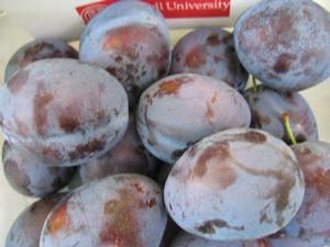 Plum - European