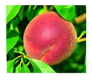 Peach