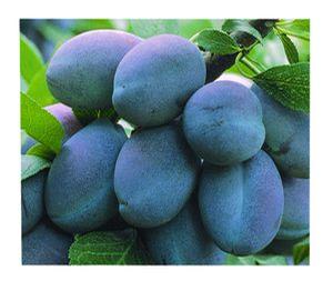 Plum - European