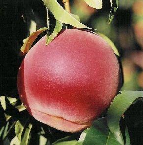 Peach