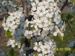 Flowering Trees