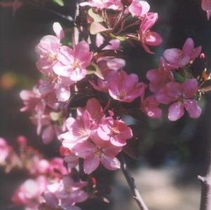 Flowering Trees