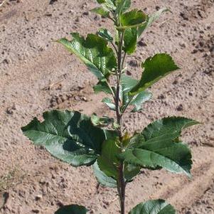 Rootstock for Backyard Nurserymen