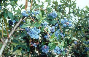 Blueberry