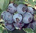 Blueberry