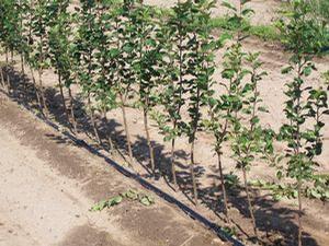 Rootstock for Backyard Nurserymen
