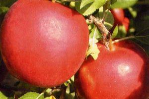  Disease Resistant Varieties