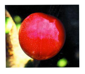 Plum - Japanese