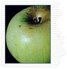  Grandpa's Heirloom Varieties