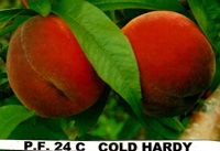Prunus persica Flamin'Fury(R) PF- 24C- Prunus persica Flamin'Fury(R) PF- 24C-