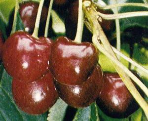 Where rain during harvest is a problem, always chose a crack resistant variety, but where it is drier during harvest most sweet cherry varieties will produce excellent fruit. Where rain during harvest is a problem, always chose a crack resistant variety, but where it is drier during harvest most sweet cherry varieties will produce excellent fruit.