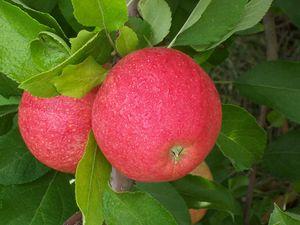 Order Early from Grandpa's Orchard to Get the Best Variety Choice