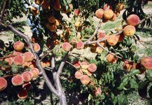 Cleaning Up the Orchard