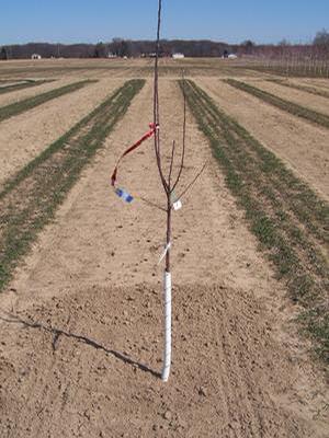 It is important to know when to stake a tree or not