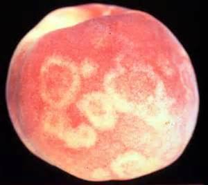 Peach infected with Plum Pox virus. Plum Pox is a devastating disease that must not be allowed to become established in the US.