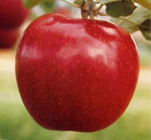 Most Jonagold apples now have high red color, but still the same great taste and quality.