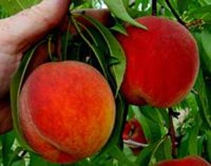 Variety Feature: Paul Friday's Flamin'Fury PF 24-C-Cold Hardy Peach