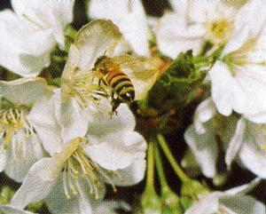 Honeybees aren't as common as they used to be, so consider promoting habitats for other wild pollinators.