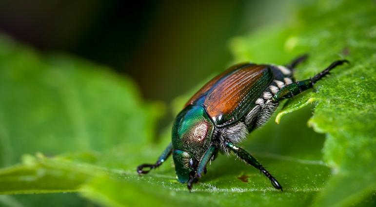 Japanese Beetles Can Cause Serious Damage!