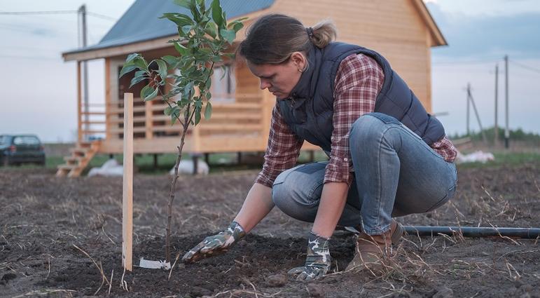 Planting fruit trees in the fall.