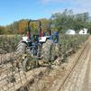 How Grandpa Harvests and Stores Fruit Trees