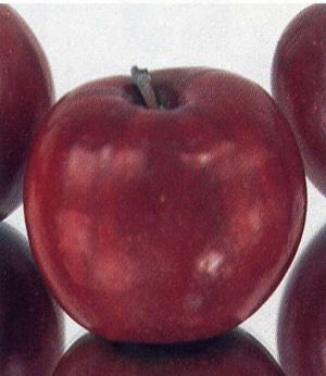 Malus domestica Jonathan - Jonathan- Red Jonathan Apple Malus domestica Jonathan - Jonathan- Red Jonathan Apple