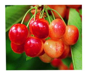 Prunus avium Royal Anne - Royal Anne Blush Sweet Cherry
