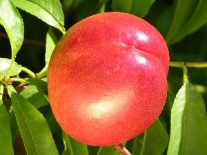 Prunus persica Fantasia - Fantasia Nectarine Prunus persica Fantasia - Fantasia Nectarine