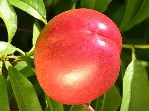 Prunus persica Fantasia - Fantasia Nectarine