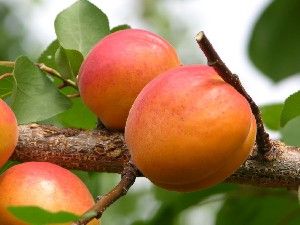 Prunus armeniaca Harcot - Harcot Apricot Prunus armeniaca Harcot - Harcot Apricot