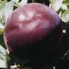 Prunus salicina Black Amber - Black Amber Japanese Plum