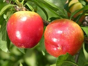 Prunus salicina Superior - Superior Hybrid Plum Prunus salicina Superior - Superior Hybrid Plum