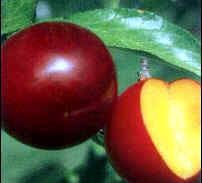 Prunus salicina Toka cv. - Bubblegum Plum(R) Hybrid Plum Prunus salicina Toka cv. - Bubblegum Plum(R) Hybrid Plum