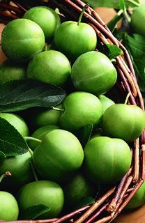 Prunus domestica Green Gage - Green Gage Plum Prunus domestica Green Gage - Green Gage Plum