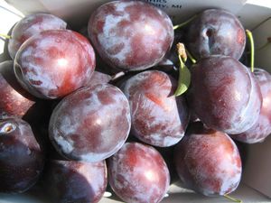 Prunus domestica President - President Plum Prunus domestica President - President Plum