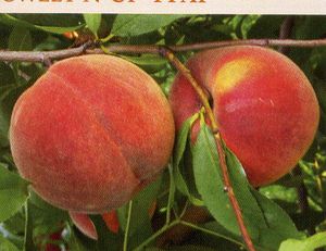 Prunus persica Sweet N Up(TM)(USPP# 15063) - Sweet-N-Up(TM) Pillar Peach (USPP#15063)
