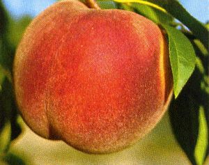 Prunus persica Baby Gold #5 - Baby Gold #5 Cling Peach Prunus persica Baby Gold #5 - Baby Gold #5 Cling Peach
