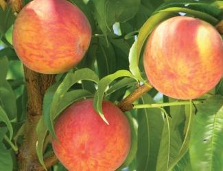 Prunus persica Flamin'Fury(R) PF- Lucky 13 - Flamin'Fury(R) PF- Lucky 13 Peach