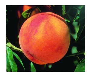 Prunus persica Glohaven - Glohaven Peach