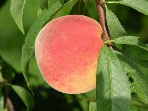 Prunus persica Raritan Rose - Raritan Rose White Peach Prunus persica Raritan Rose - Raritan Rose White Peach