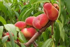 Prunus persica Saturn - Saturn (Peento or Donut) Peach