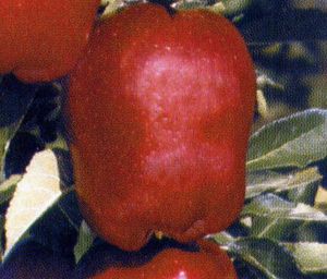 Malus domestica Red Delicious- Spur type - Red Delicious- Spur type